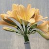SH529  Mid peach Clivia miniata with delicate pink blush and open flowers