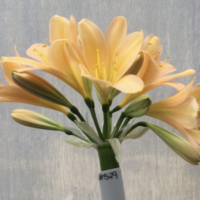 SH529  Mid peach Clivia miniata with delicate pink blush and open flowers