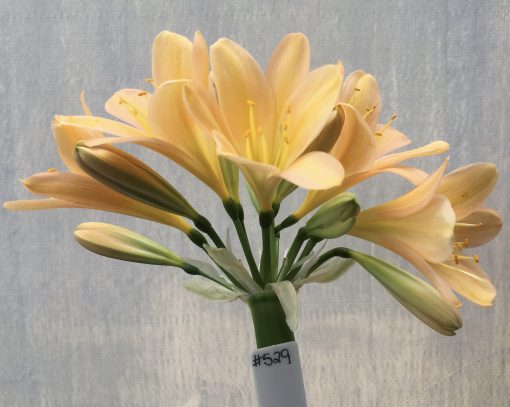 SH529  Mid peach Clivia miniata with delicate pink blush and open flowers