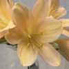 SH529  Mid peach Clivia miniata with delicate pink blush and open flowers - Image 2