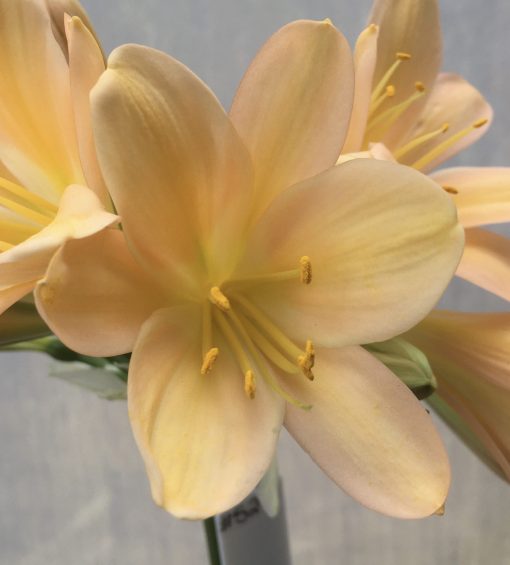 SH529  Mid peach Clivia miniata with delicate pink blush and open flowers - Image 2