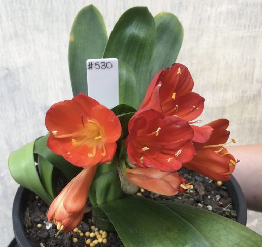 SH530  Belgium Hybrid Clivia miniata with dark orange /near red flowers to deep in throat
