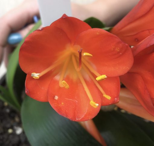 SH530  Belgium Hybrid Clivia miniata with dark orange /near red flowers to deep in throat - Image 2