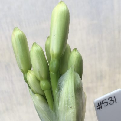 SH531  Broadleaf orange Clivia miniata with leaves 90mm x 400mm