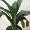 SH531  Broadleaf orange Clivia miniata with leaves 90mm x 400mm - Image 2
