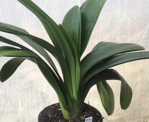 SH531  Broadleaf orange Clivia miniata with leaves 90mm x 400mm - Image 2