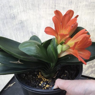 SH532  Miniature Anshan Daruma orange Clivia miniata (1 offset attached)