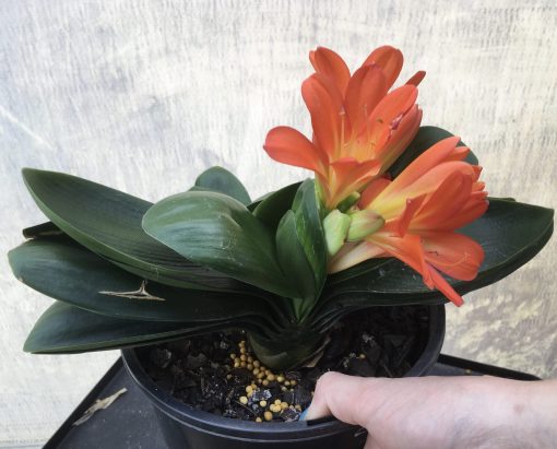 SH532  Miniature Anshan Daruma orange Clivia miniata (1 offset attached)