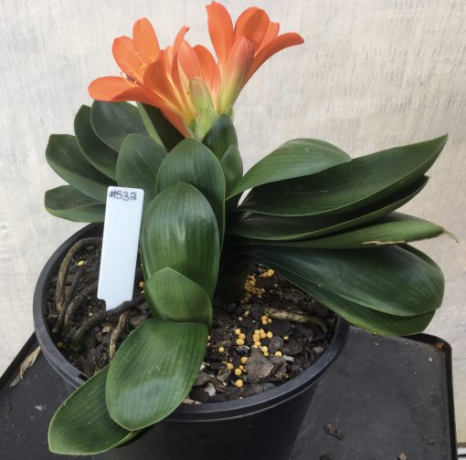 SH532  Miniature Anshan Daruma orange Clivia miniata (1 offset attached) - Image 2