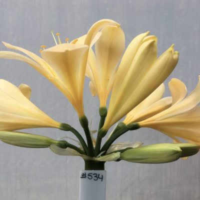 SH534  Very light peach Clivia miniata with yellow tones