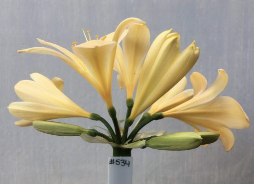 SH534  Very light peach Clivia miniata with yellow tones
