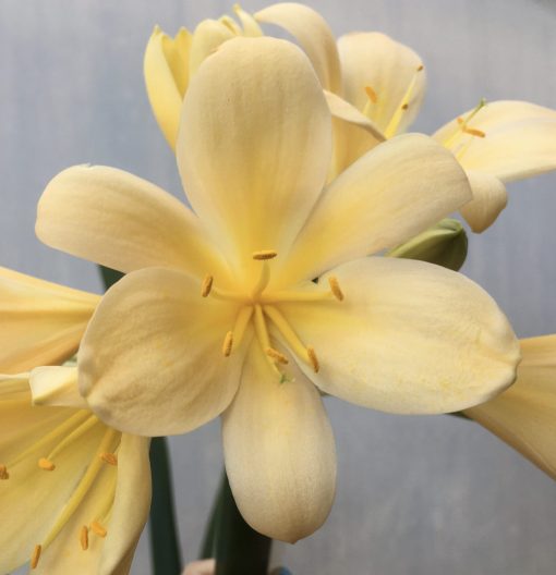 SH534  Very light peach Clivia miniata with yellow tones - Image 2
