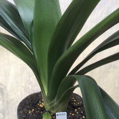 SH535  Anshan Daruma Clivia miniata