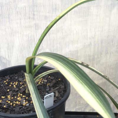 SH536  Variegated Clivia miniata with thin strap leaves