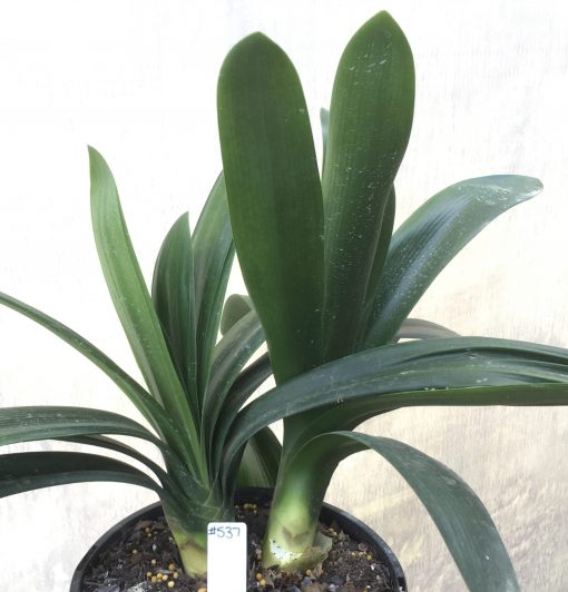 SH537  Belgium Hybrid orange Clivia miniata
