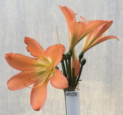 SH538  Belgium Hybrid orange Clivia miniata with mid green center