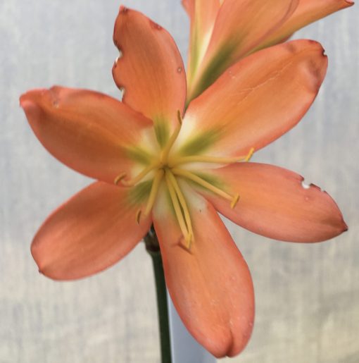 SH538  Belgium Hybrid orange Clivia miniata with mid green center - Image 2