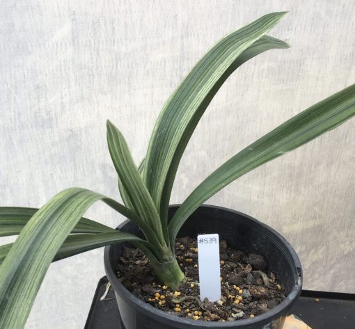 SH539  Variegated orange Clivia miniata with strong uniform pattern of silver appearance