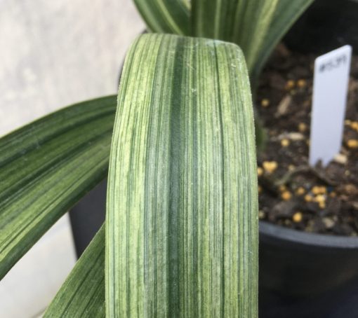 SH539  Variegated orange Clivia miniata with strong uniform pattern of silver appearance - Image 2
