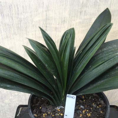 SH540  Anshan Daruma orange Clivia miniata with leaves 80mm x 300mm and strongly creased