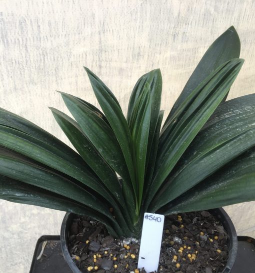 SH540  Anshan Daruma orange Clivia miniata with leaves 80mm x 300mm and strongly creased