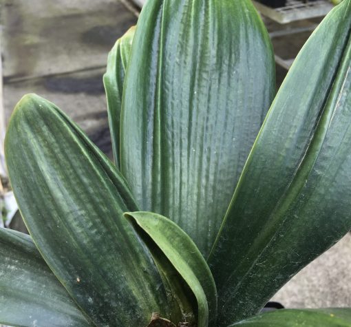 SH541  Anshan Daruma orange Clivia miniata with leaves approximately 80mm x 350mm and crinkled appearance (1 medium sized offset attached) - Image 2