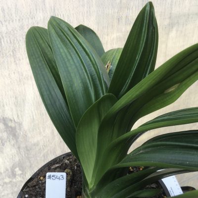 SH543  Anshan Daruma orange Clivia miniata with Crinkle shaped leaves
