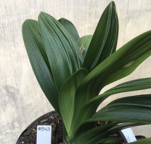 SH543  Anshan Daruma orange Clivia miniata with Crinkle shaped leaves