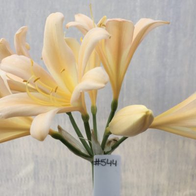 SH544  Light peach Clivia miniata with feint pink tinge and slight re-curve petals with bright yellow throat