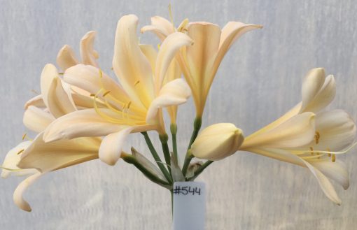 SH544  Light peach Clivia miniata with feint pink tinge and slight re-curve petals with bright yellow throat