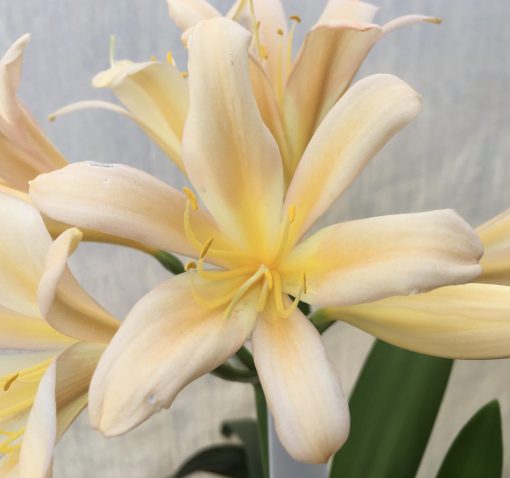 SH544  Light peach Clivia miniata with feint pink tinge and slight re-curve petals with bright yellow throat - Image 2