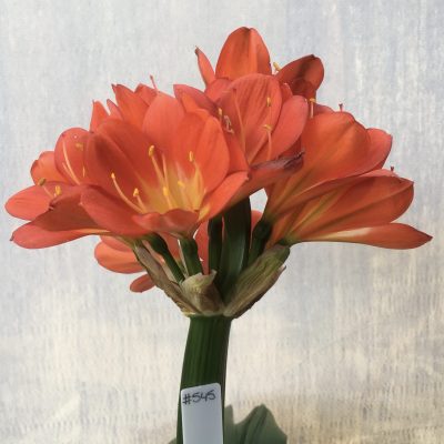 SH545  Broadleaf darker orange Clivia miniata with yellow throat and leaves 90mm x 350mm