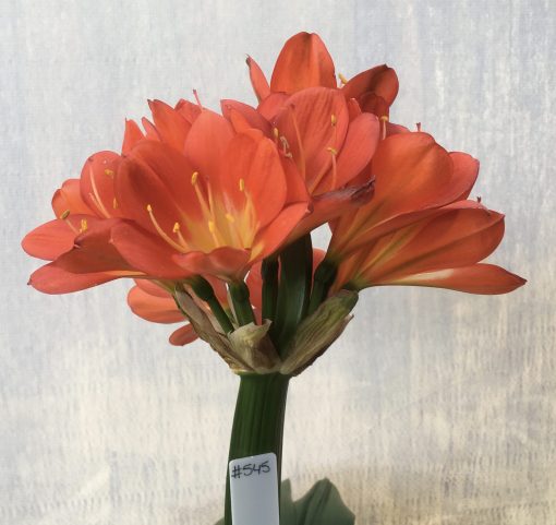 SH545  Broadleaf darker orange Clivia miniata with yellow throat and leaves 90mm x 350mm