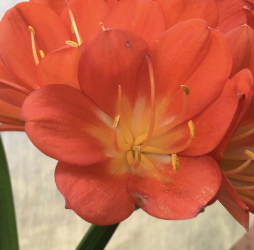 SH545  Broadleaf darker orange Clivia miniata with yellow throat and leaves 90mm x 350mm - Image 2