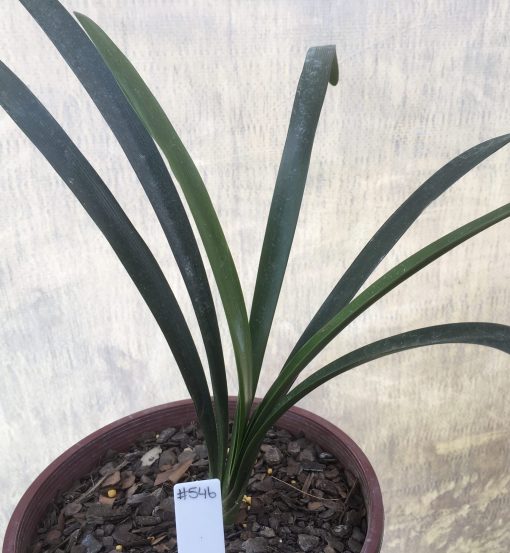 SH546  Possible offset from dark orange to near red Clivia miniata (to be confirmed at flowering)