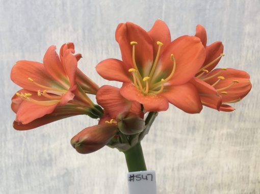 SH547  Belgium Hybrid darker orange Clivia miniata with mid green throat
