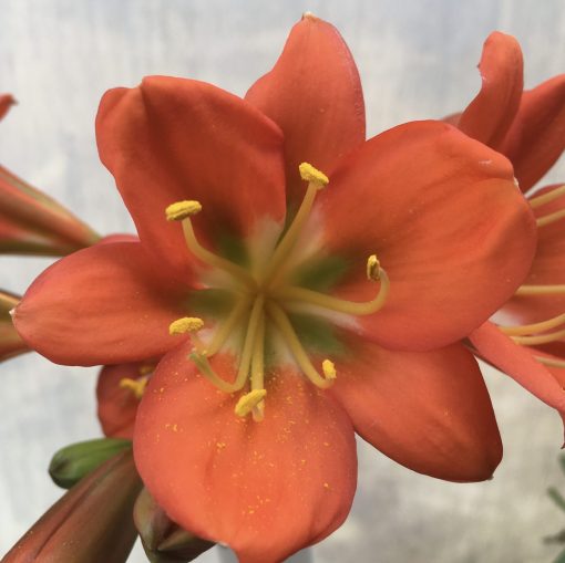 SH547  Belgium Hybrid darker orange Clivia miniata with mid green throat - Image 2