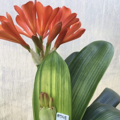 SH548  Variegated Anshan Daruma darker orange Clivia miniata with leaves 80mm x 400mm and double scape