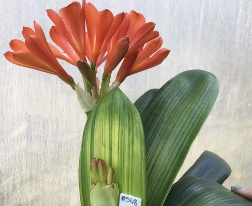 SH548  Variegated Anshan Daruma darker orange Clivia miniata with leaves 80mm x 400mm and double scape