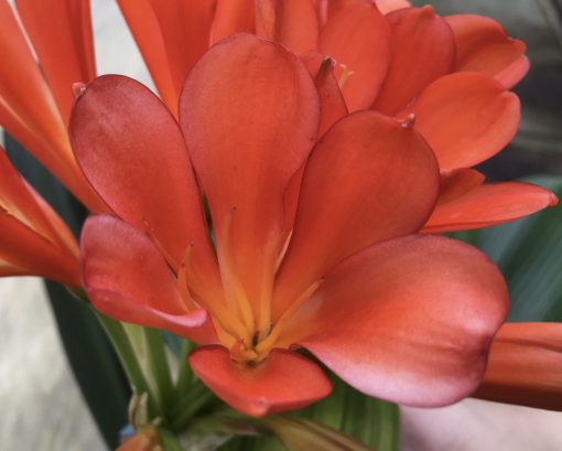 SH548  Variegated Anshan Daruma darker orange Clivia miniata with leaves 80mm x 400mm and double scape - Image 2
