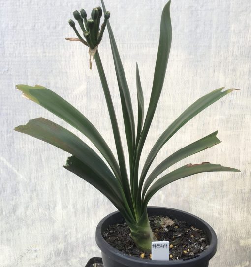 SH549  Belgium Hybrid orange Clivia miniata