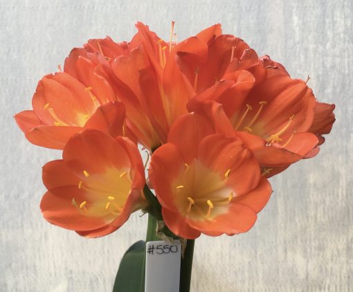 SH550  Belgium Hybrid rich orange Clivia miniata with yellow throat
