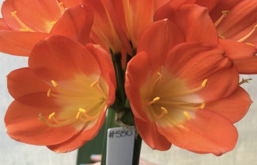SH550  Belgium Hybrid rich orange Clivia miniata with yellow throat - Image 2