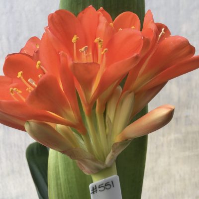 SH551  Variegated Anshan Daruma Clivia miniata with slight tendency to LOB