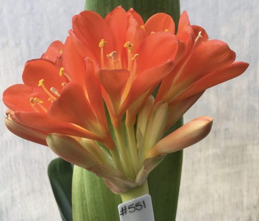 SH551  Variegated Anshan Daruma Clivia miniata with slight tendency to LOB