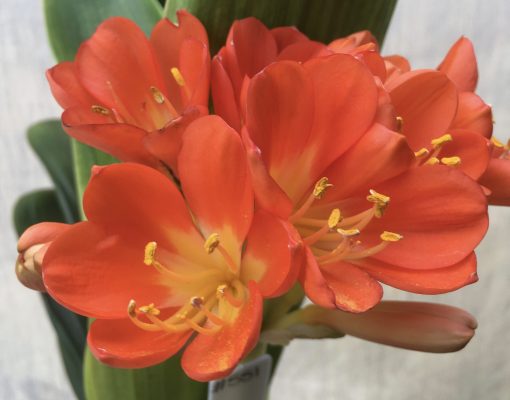 SH551  Variegated Anshan Daruma Clivia miniata with slight tendency to LOB - Image 2