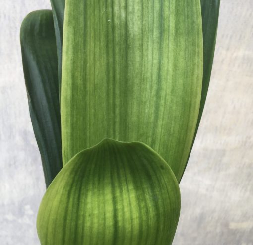 SH551  Variegated Anshan Daruma Clivia miniata with slight tendency to LOB - Image 3