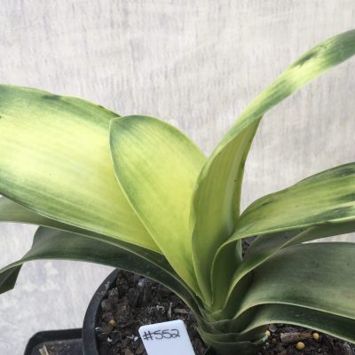 SH552  Variegated Anshan Daruma orange Clivia miniata LOB with small growth habit, leaves 60mm x 150mm