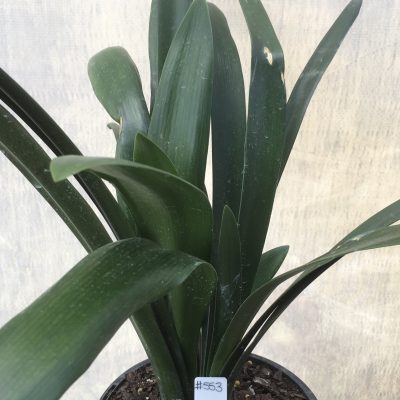 SH553  Clivia miniata