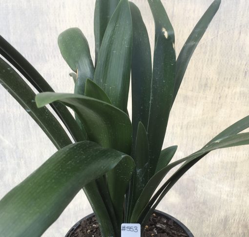 SH553  Clivia miniata